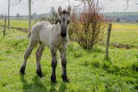 Gamine en pleine forme