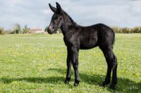 Gagnant du Bat Poitou né le 28/03/2016 mulet poitevin père quetin de la turbe mère victoria bat poitou