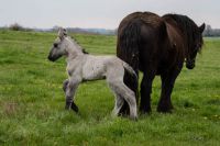 Gamine du Bat Poitou Pouliche Trait Poitevin née le 10/03/2016 mère Tulipe de Granzay père Bakus de Fenioux